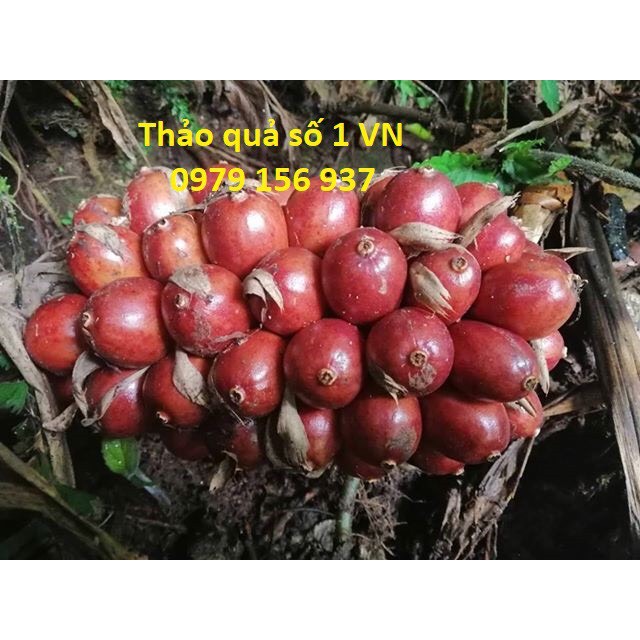 THẢO QUẢ KHÔ TÂY BẮC LOẠI 1