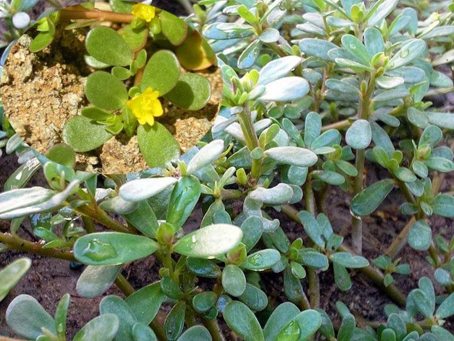 Hạt giống rau Sâm Đất (rau sam)