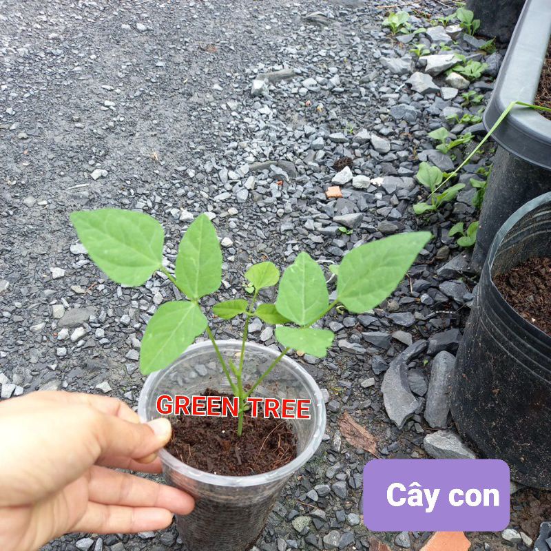 Cây giống đậu rồng xanh(rất sai trái) bầu 3 cây