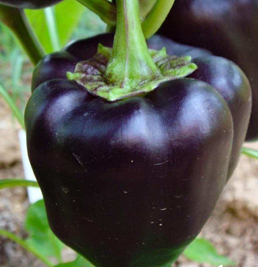 Hạt giống Ớt ngọt đen