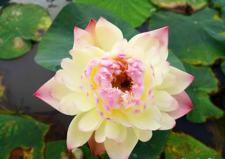 50 Hạt giống sen nhật Mini mix màu