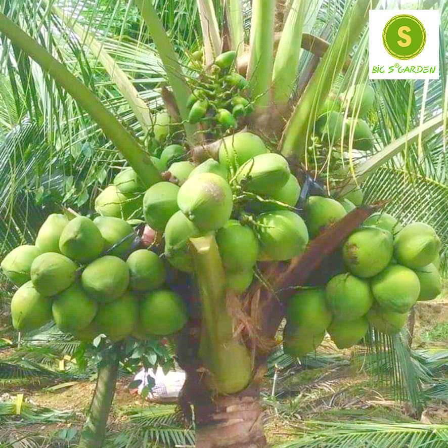 Dừa Dứa Giống Siêu Thơm