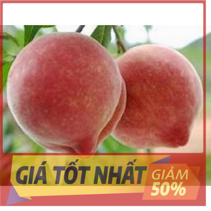 Cây đào bát tiên, cây ghép quả cực to, ngon, siêu sai quả