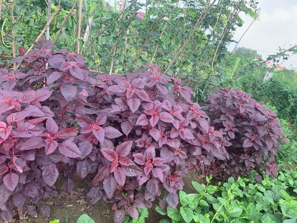 10Gr Hạt Giống Rau Dền Đỏ