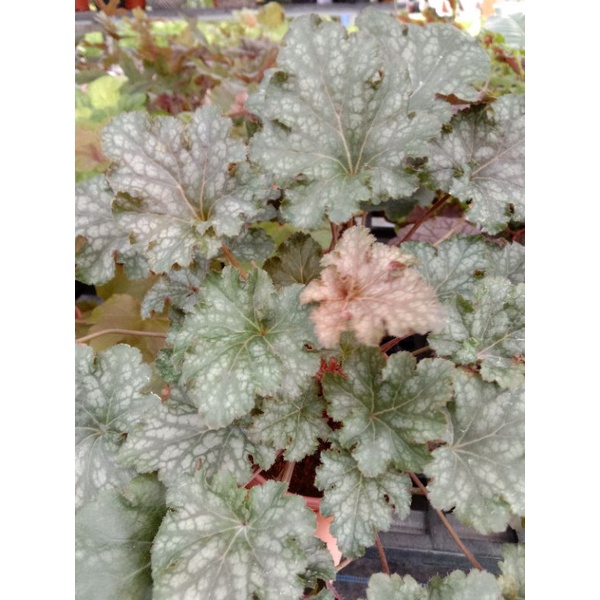 Cây Chuông San Hô - HEUCHERA - Cây Lá May Mắn ️