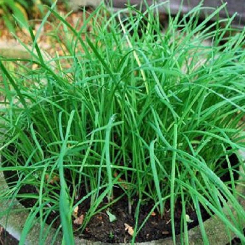 Hạt giống Hẹ Lá