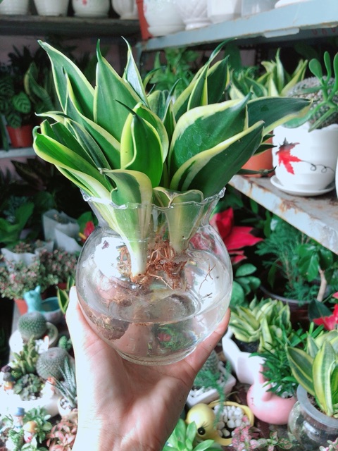 [HCM]Chậu Lưỡi Hổ Thái Xanh Thuỷ Sinh