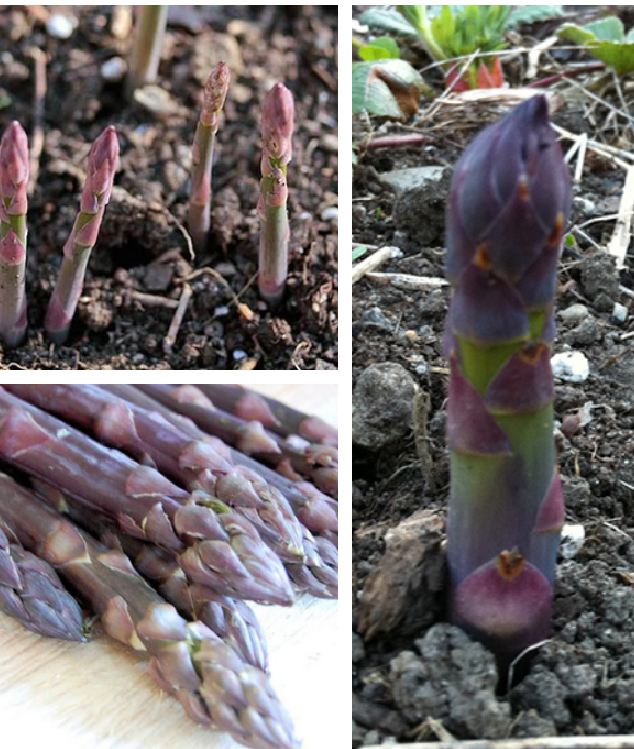 "Gói 20 "Hạt giống Măng Tây Tím [Seeds]
