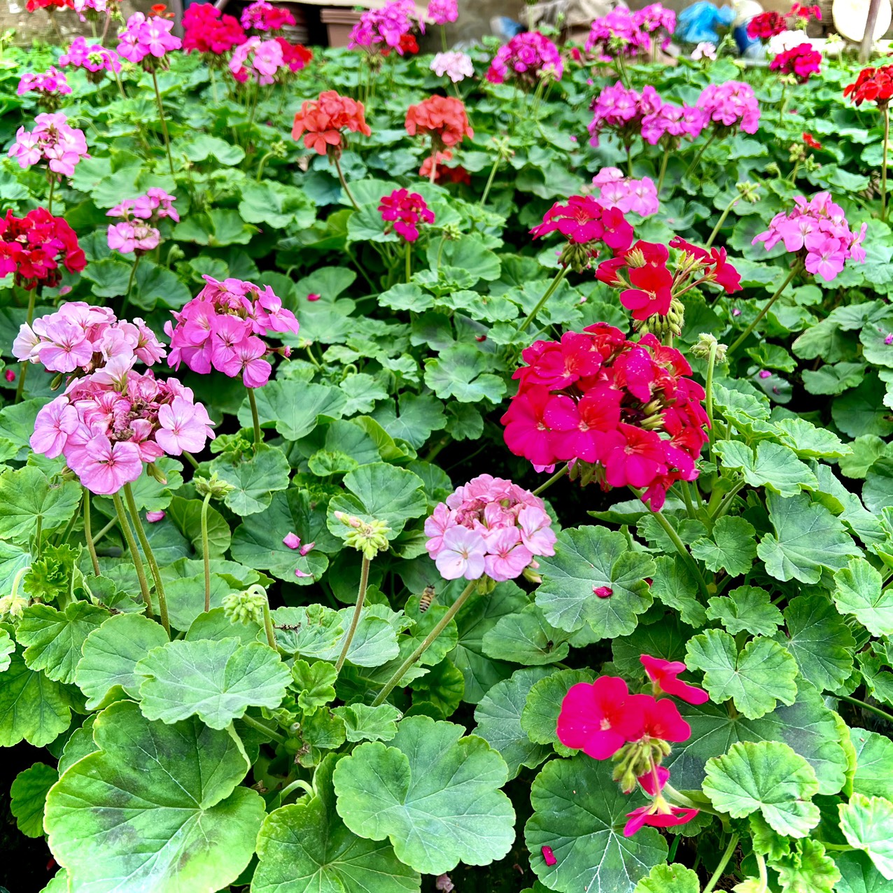 Cây phong lữ đang hoa (ảnh thật)
