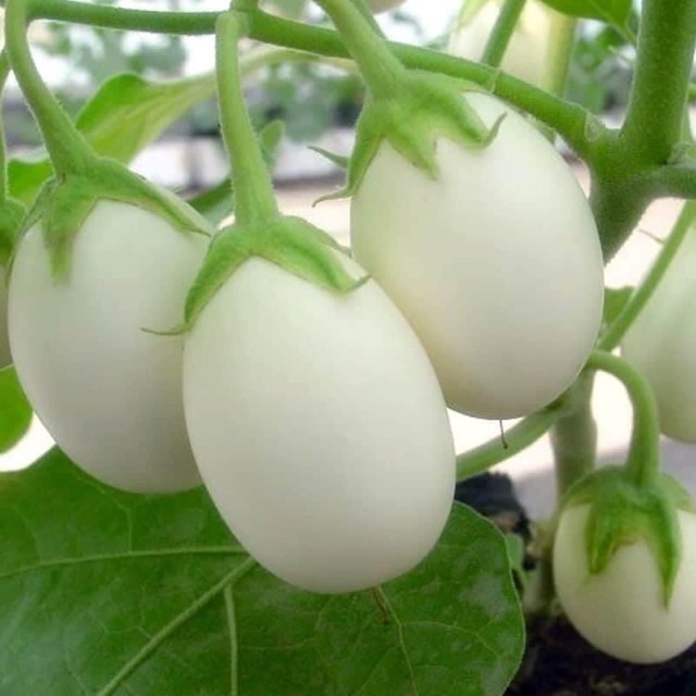 Hạt Giống Cà Trứng Ngỗng