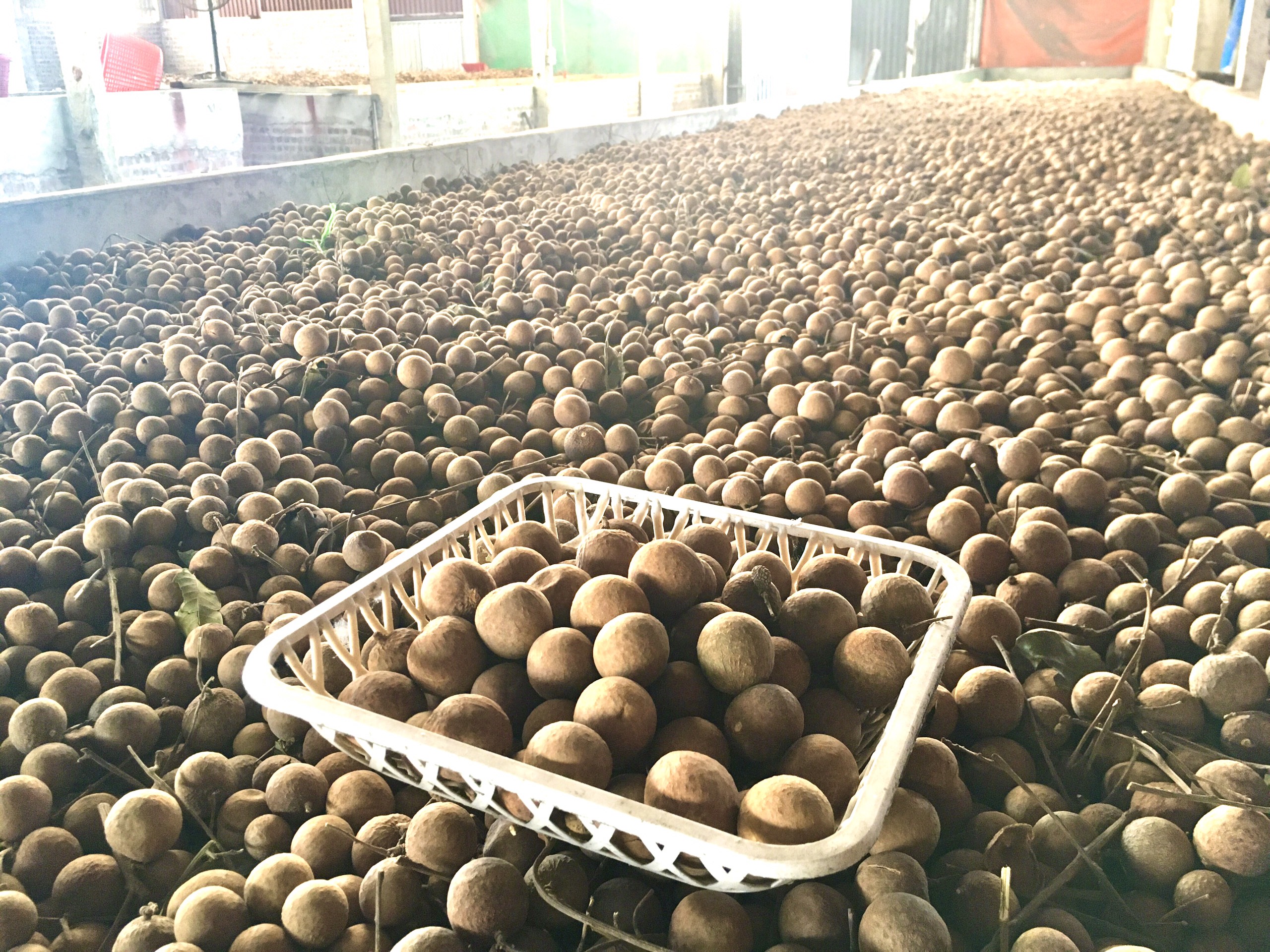 CB 1KG Nhãn Sấy Khô Siêu Ngon ( Sỉ, Lẻ )