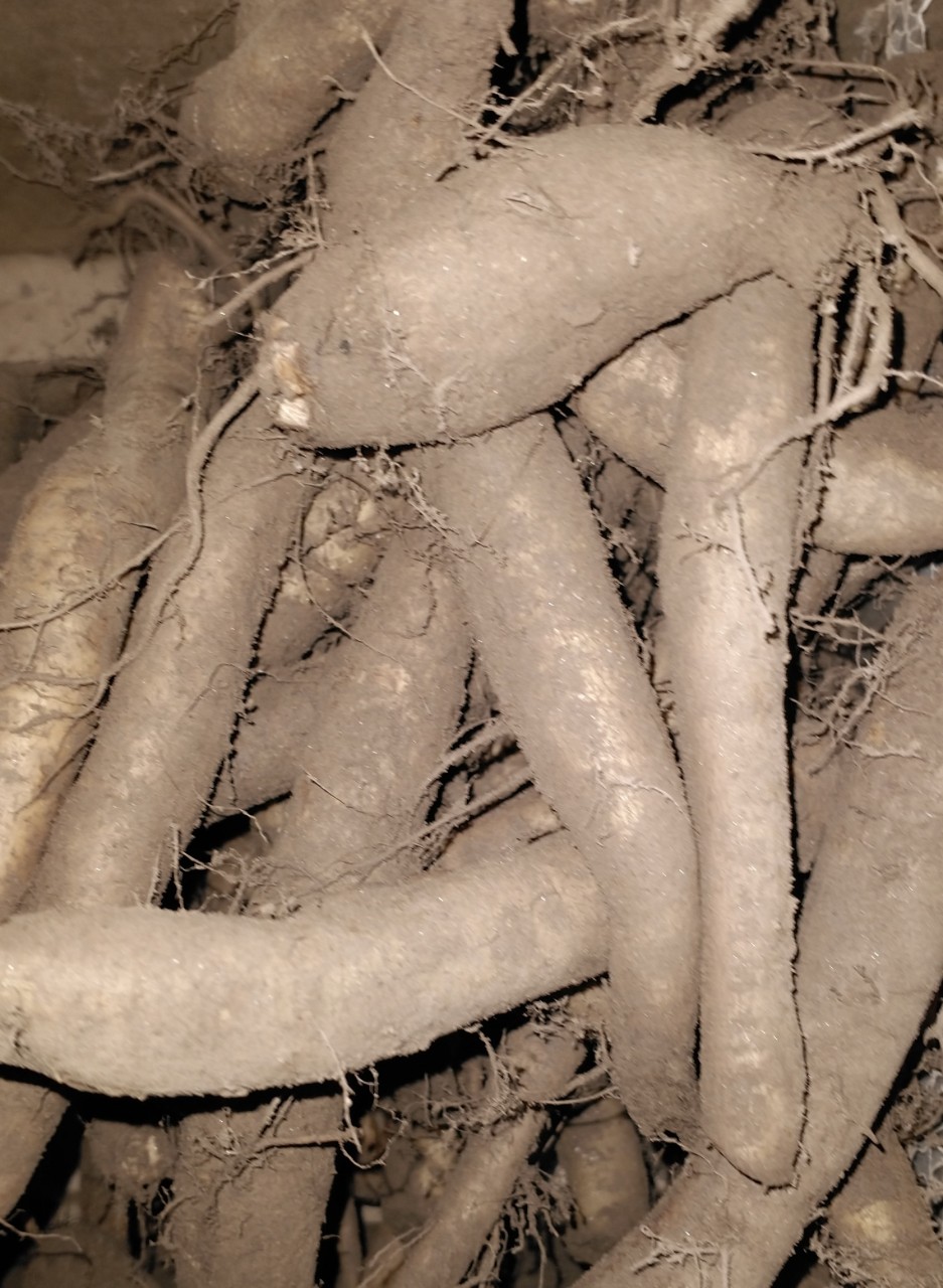 cây củ gai 90k 1kg