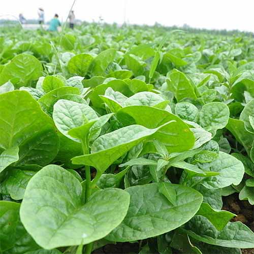 Hạt giống rau Mồng Tơi (10 gram)