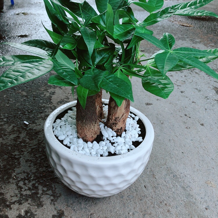 Chậu Kim Ngân 3 Thân