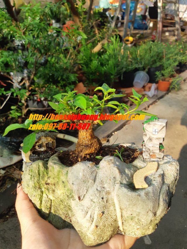 sam hương mini hòn non bộ