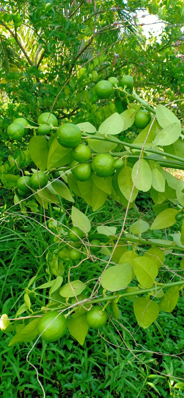 Cây giống Chanh Giấy Limca (cây chiết)