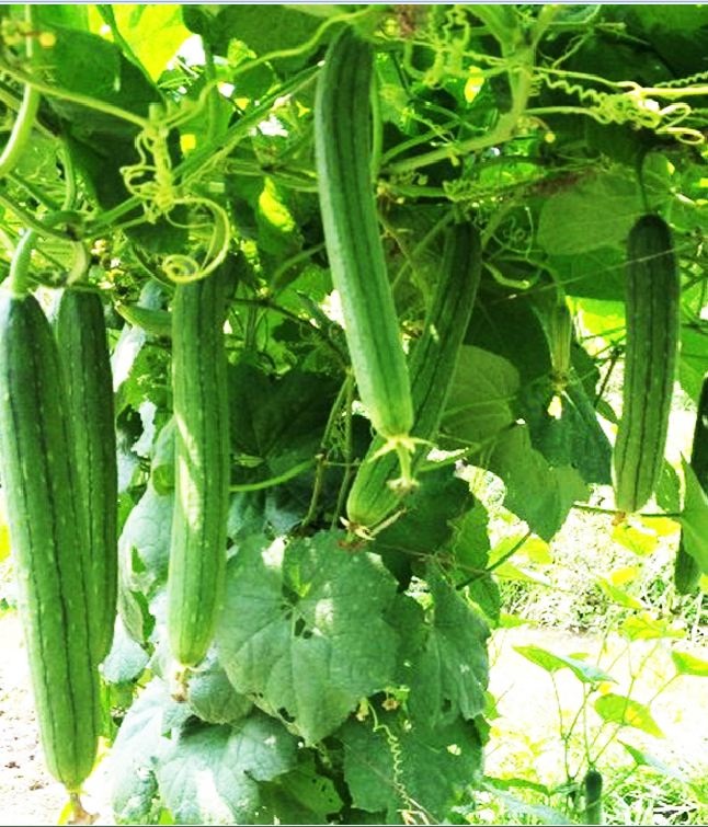 Hạt giống Mướp hương Thái Lan/Gói 10 hạt