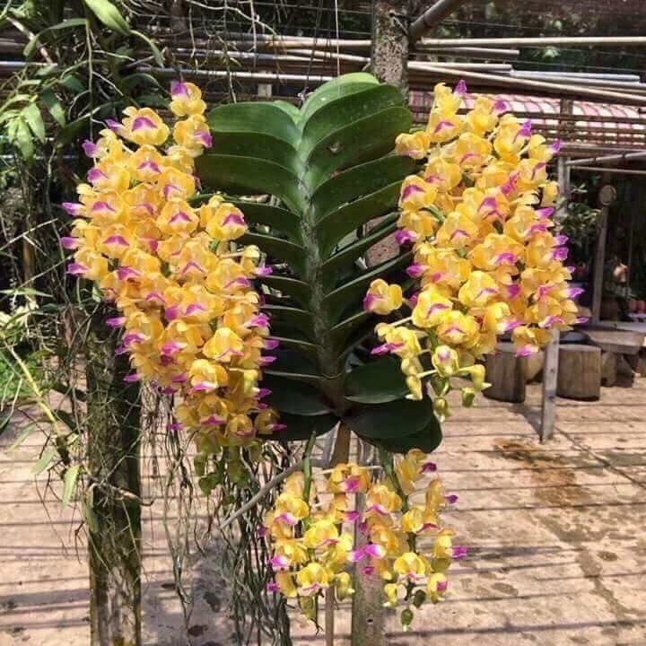 1 BÓ LAN RỪNG HOÀNG NHẠN - Hàng chuẩn Rừng - HOA ĐẸP THƠM