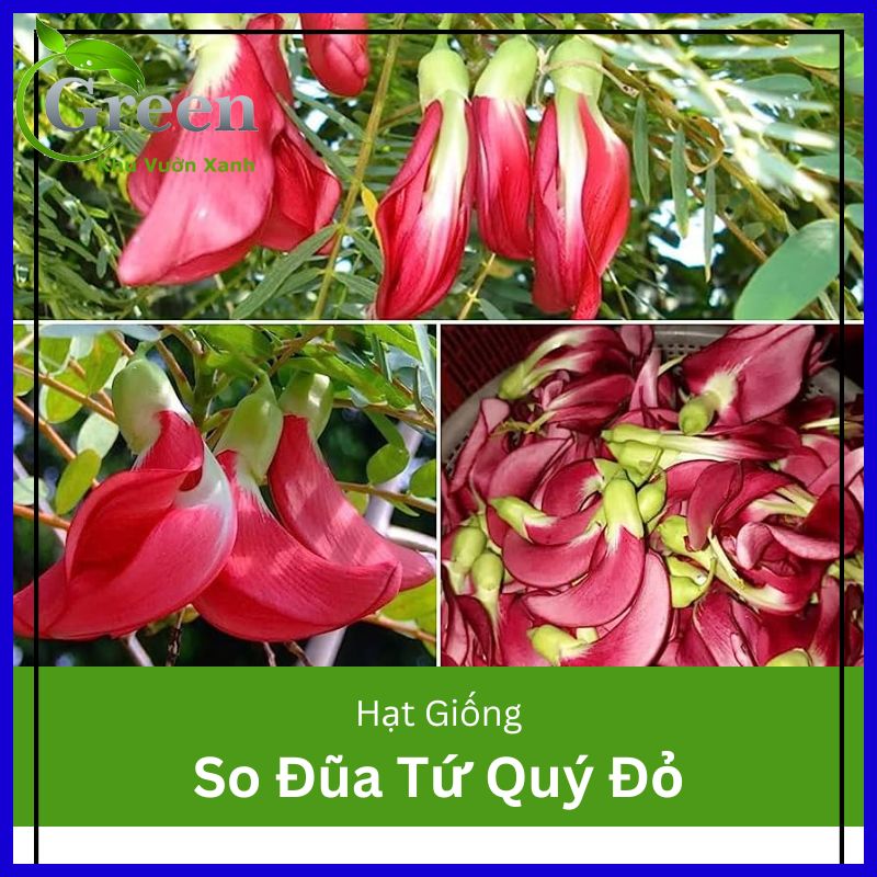 Hạt giống cây so đũa tứ quý thái bông đỏ