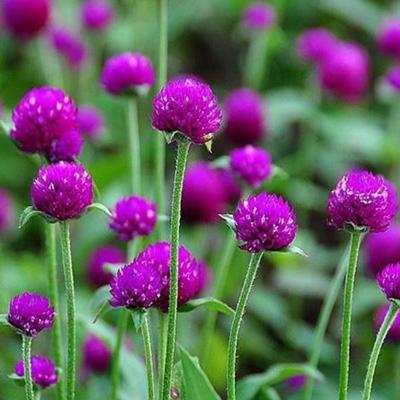 Hạt giống Hoa cúc bách nhật Mix (cúc nút áo) ra hoa quanh năm 50 Hạt