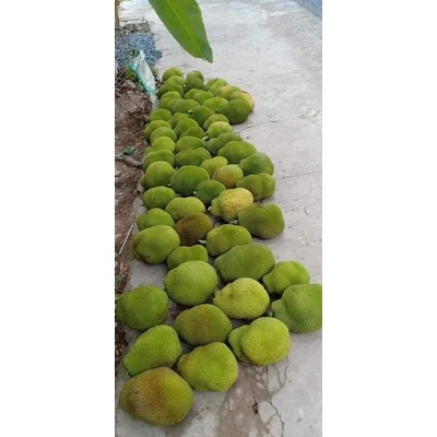 Cây Giống Mít nghệ tứ quý (cây ghép mau trái )