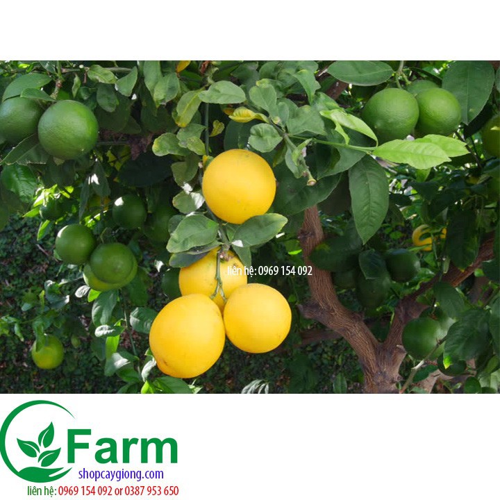 Cây chanh vàng Mỹ nhập khẩu
