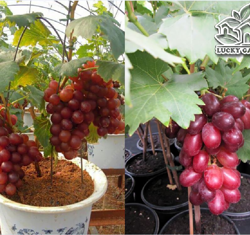 Hạt giống nho lùn pháp ( 1 gói 10 hạt )