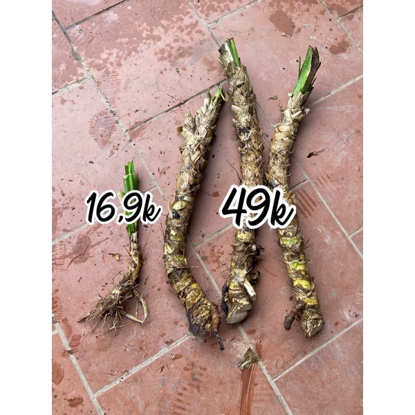 dứa dại ( 1 cây giống cây loại vừa)mua 6 tặng 1