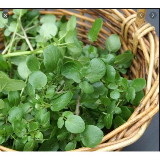 Giống xà lách xoong Mỹ (1g)
