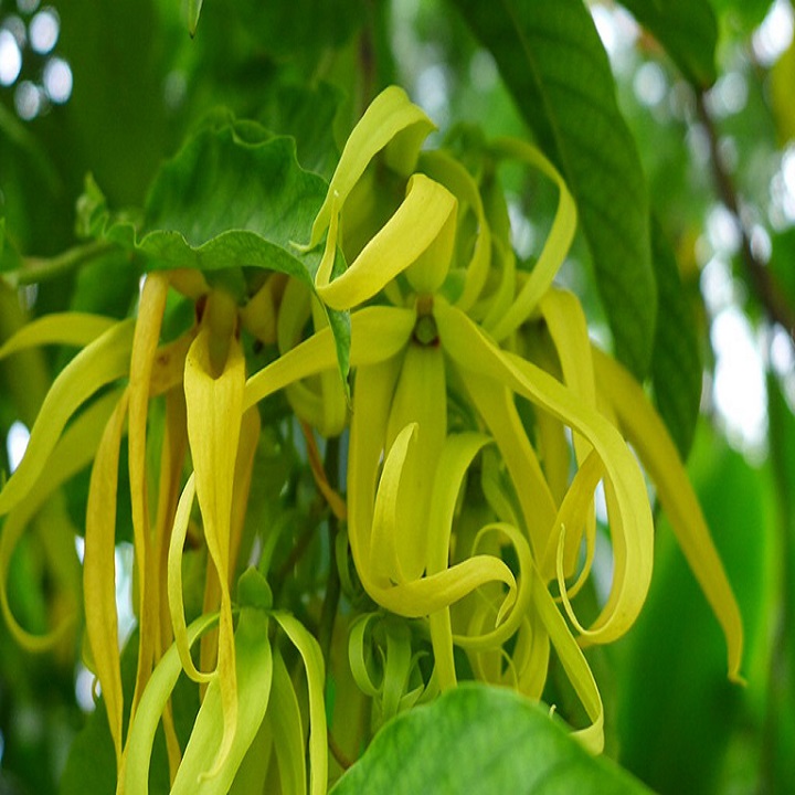 BẦU CÂY GIỐNG HOA DẺ THƠM