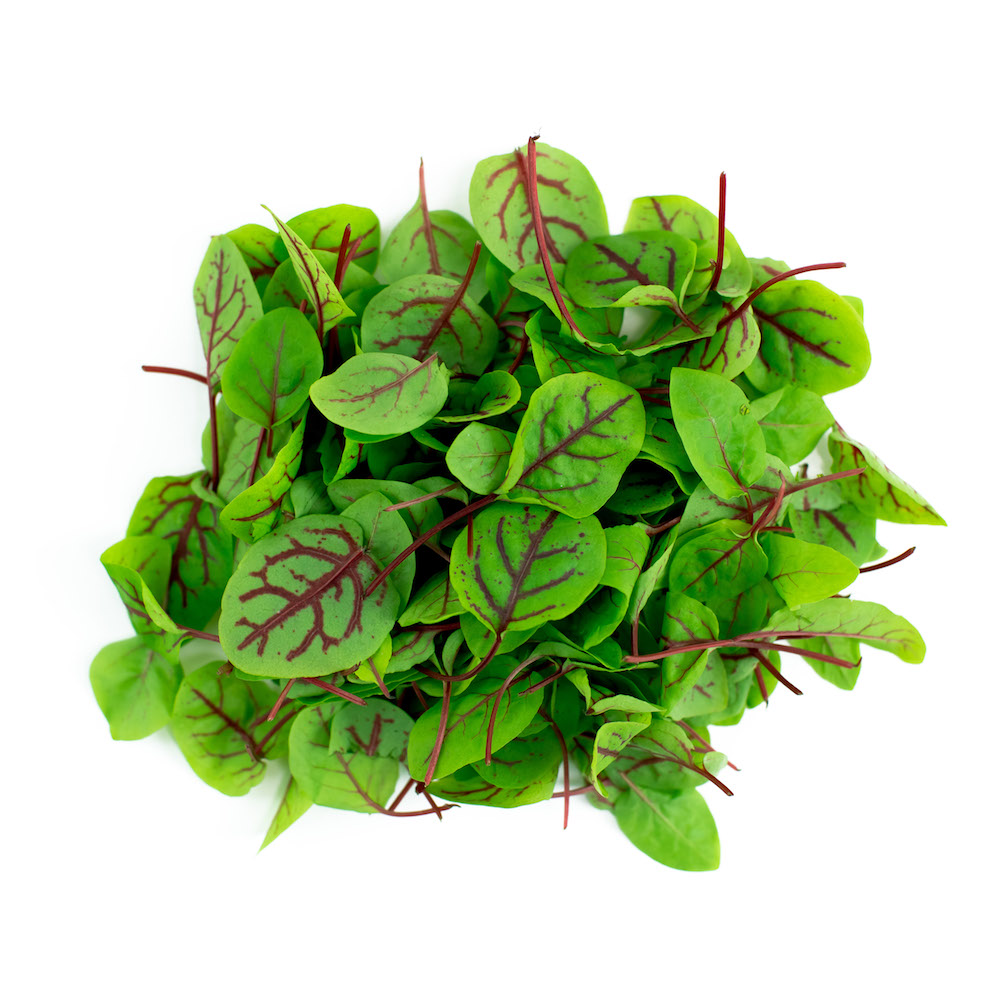 Hạt giống rau chua sorrel red vein gân đỏ (gói 50 hạt)