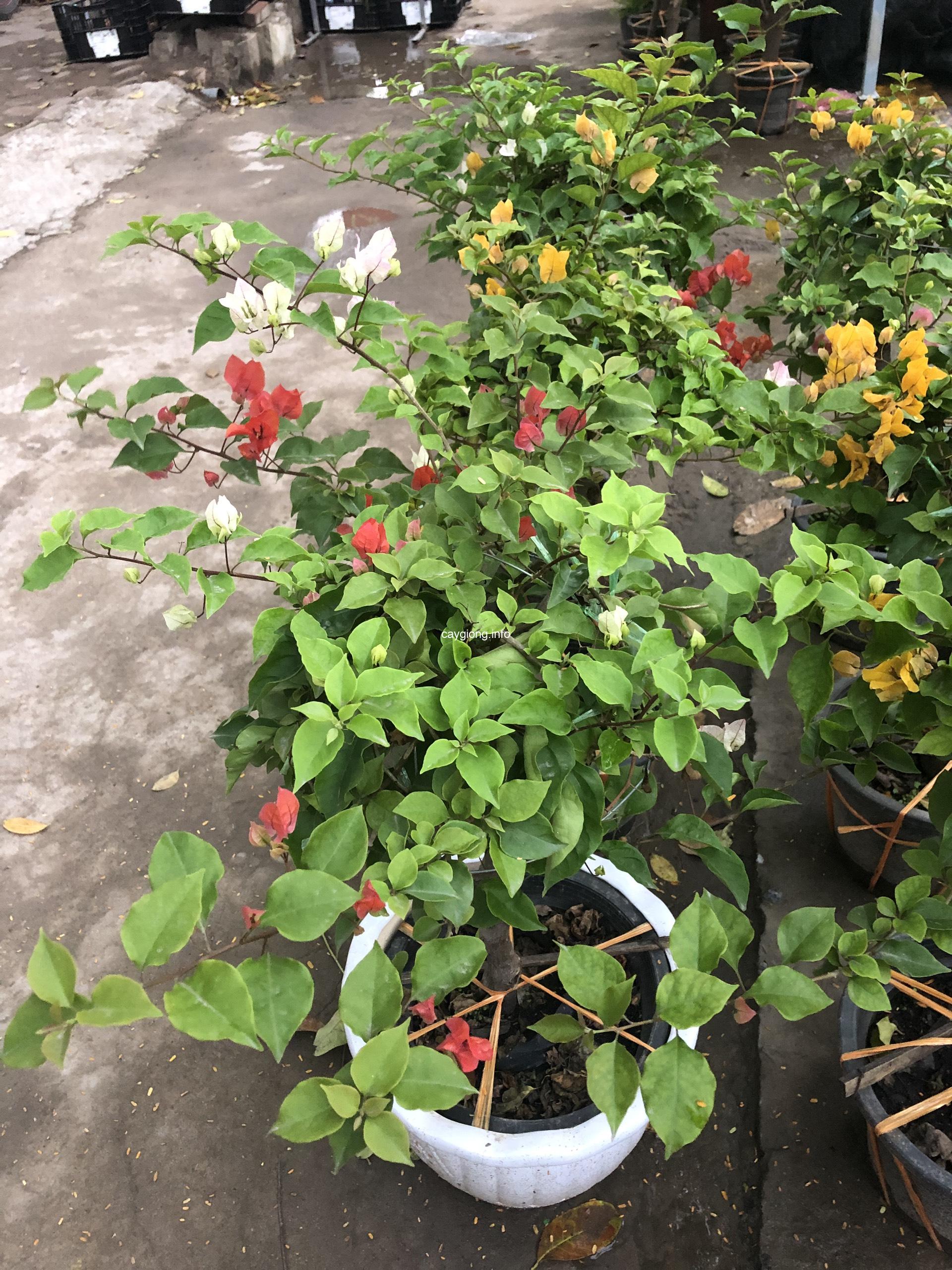 CÂY giống hoa giấy ngũ sắc