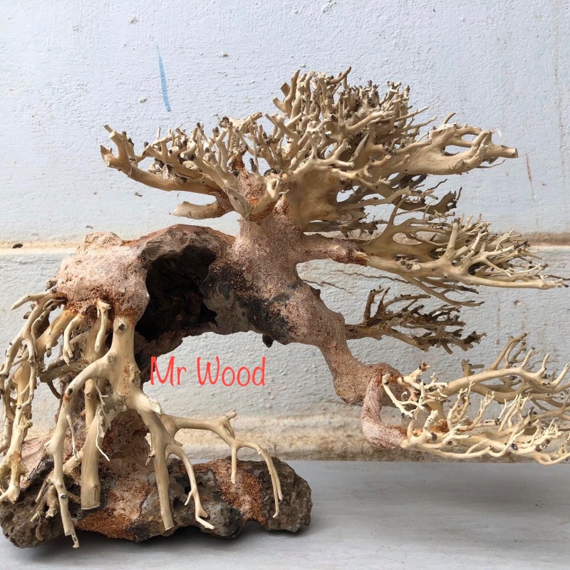 Lũa Bonsai Đế Đá Cho Hồ Cá Thuỷ Sinh- 25x35cm