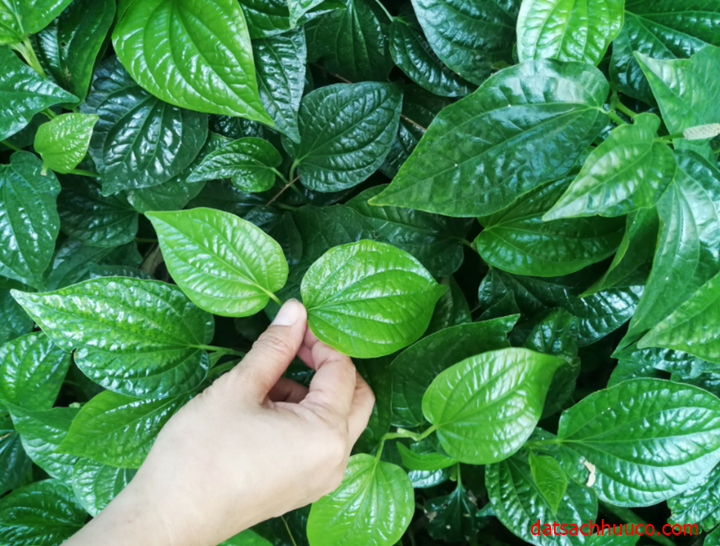 Hạt giống cây lá lốt - 1 gói 10 hạt