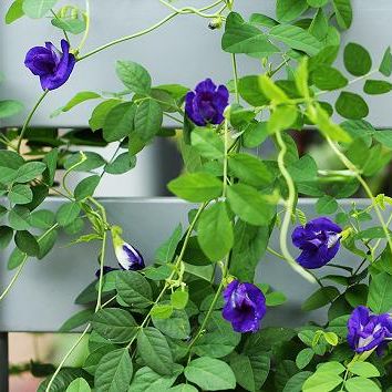 Hạt Giống Hoa Đậu Biếc Gói (2gr)