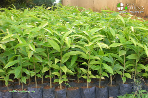Cây giống trầm hương [ - tên khác: cây gió, cây dó bầu, cây dó trầm, cây trầm, cây kỳ nam. ] [ cây cao 1m ]