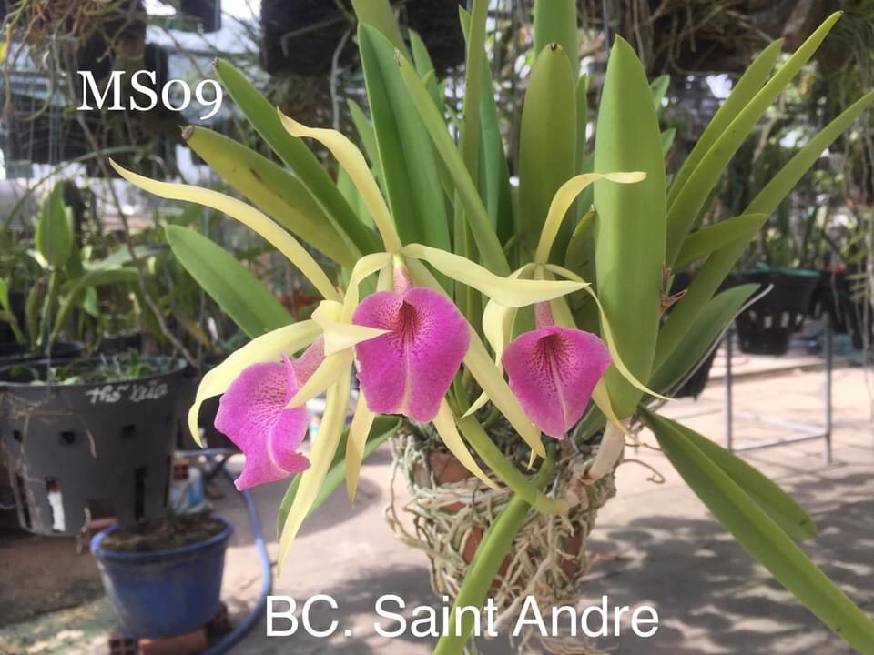 Hoa lan brass sưu tầm