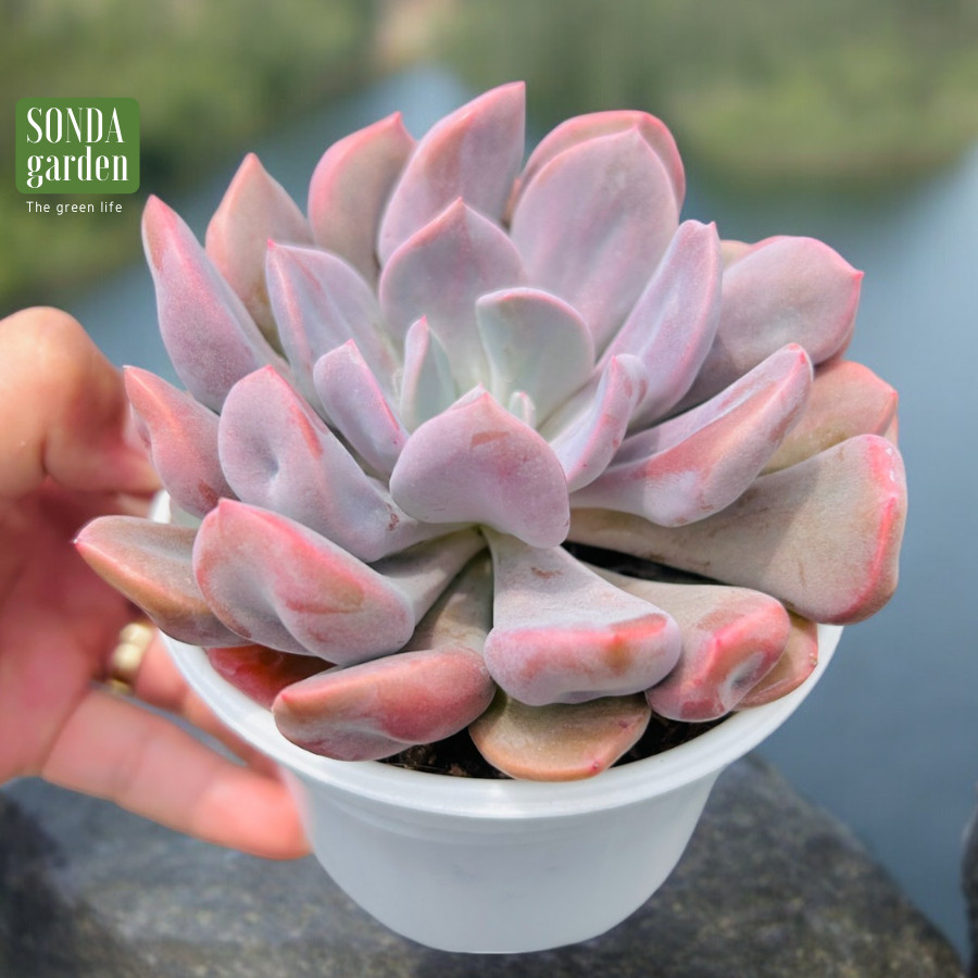 SEN ĐÁ HOA CÚC HỘT SIZE TRUNG BÌNH LỖI 1 ĐỔI 1