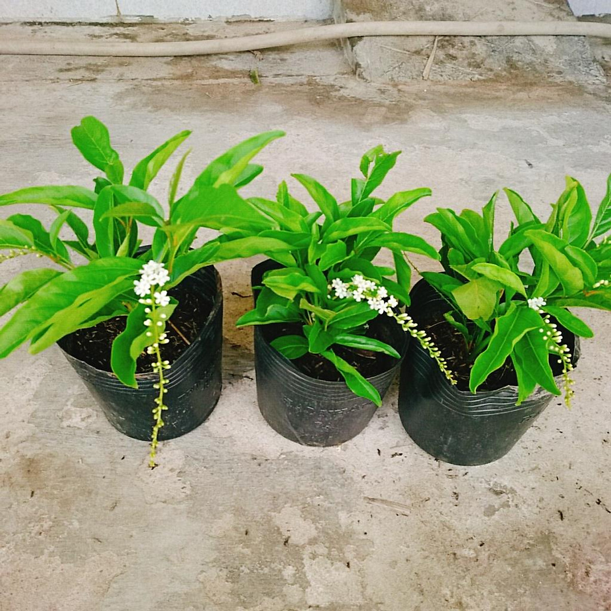 Cây giống Lài Thơm Thái - Trang Flowers