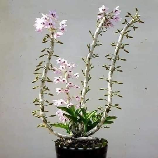 Kích kie duy xanh và đỏ