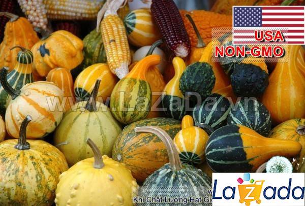 10h Hạt Giống Bí Tí Hon (A1.302| C39*W44*M022)