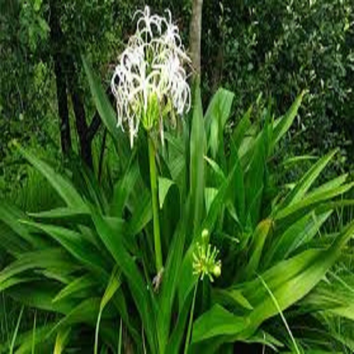 CÂY HOA LÁ  NÁNG ( CÂY Đ ẠI TƯỚNG QUÂN) - cây mang lại nhiều điều may mắn, niềm vui đến cho gia chủ -DƯỢC LIỆU dân gian được lưu truyền