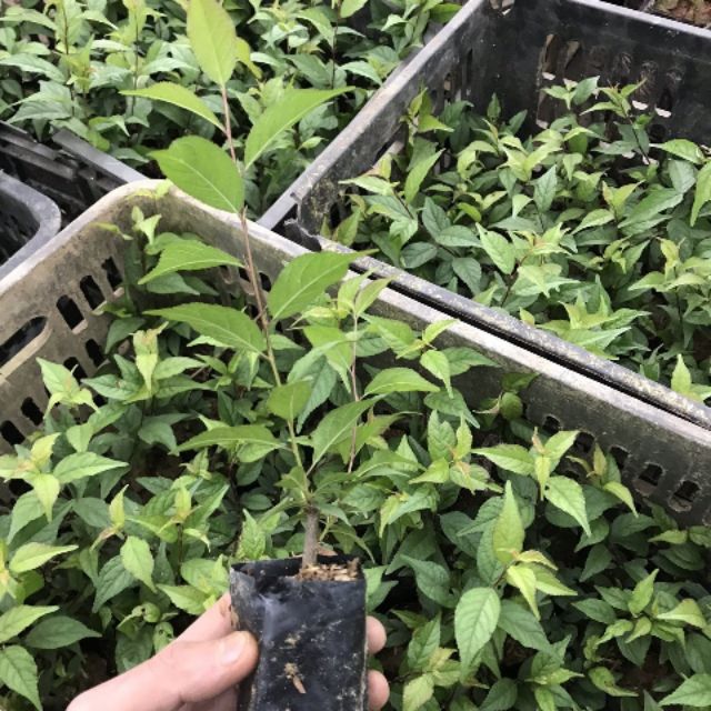 Mai trắng 🌲FREESHIP🌲 Nhất Chi Mai [ Cây Giống ]