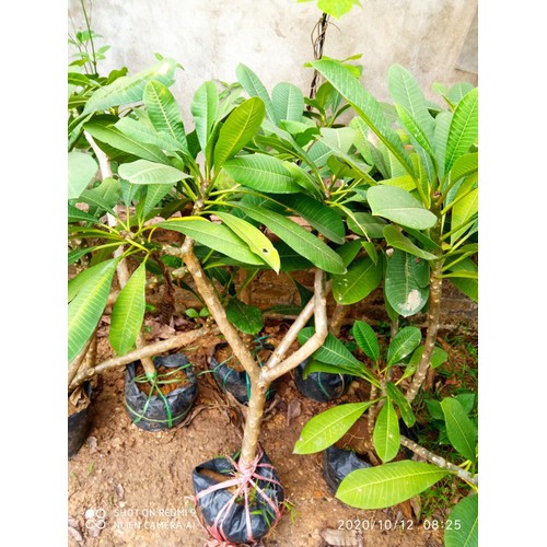 CÂY HOA ĐẠI ĐỎ (HOA SỨ , HOA SỨ CÙI ) SIÊU ĐẸP-BẦU CÂY GIỐNG