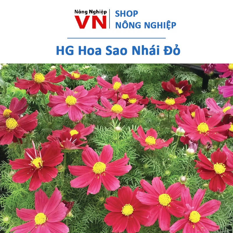 Hạt giống hoa sao nhái cánh bướm đỏ 50 hạt