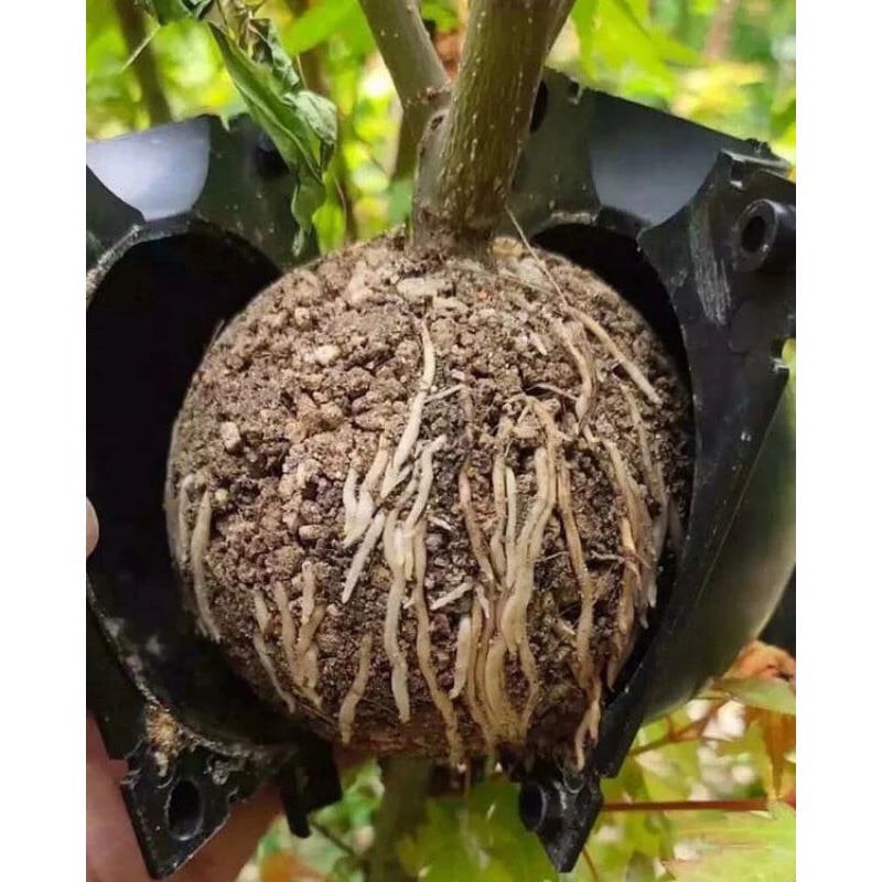 Bầu chiết cây - SIZE M (10CM)