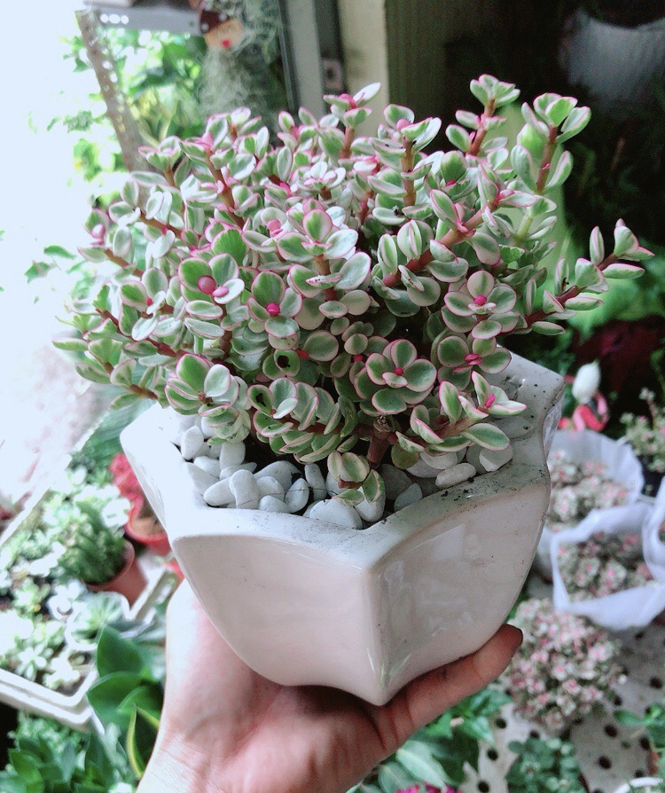 [HCM]Chậu Cây Cành Vàng Lá Ngọc