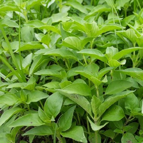 [Seeds] Hạt giống lá é trắng Rado (rau thơm sả), đóng gói 5gr (khoảng 1500 hạt)