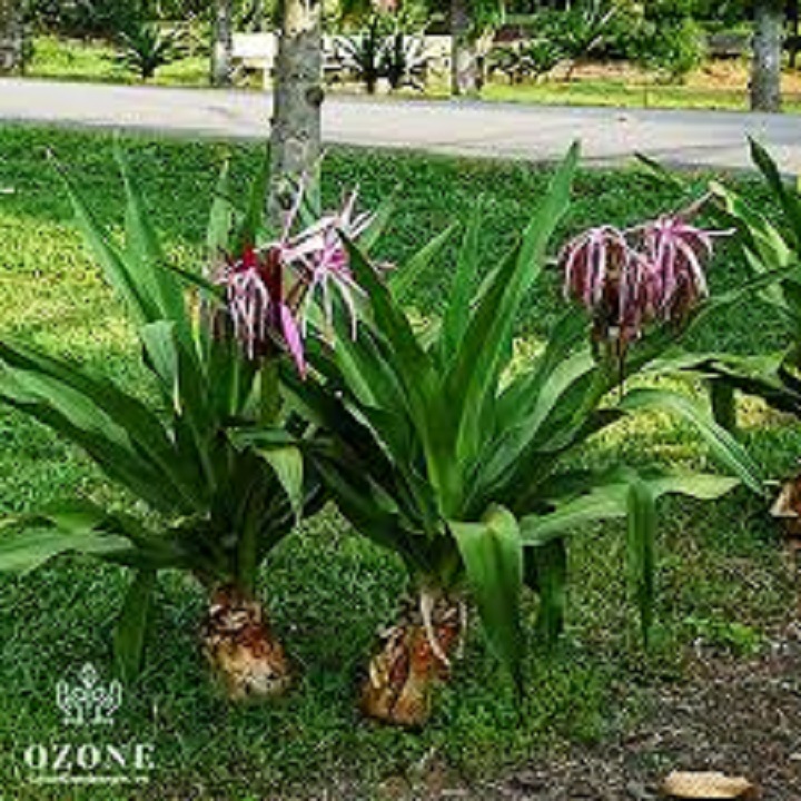 Cây Đại Tướng Quân