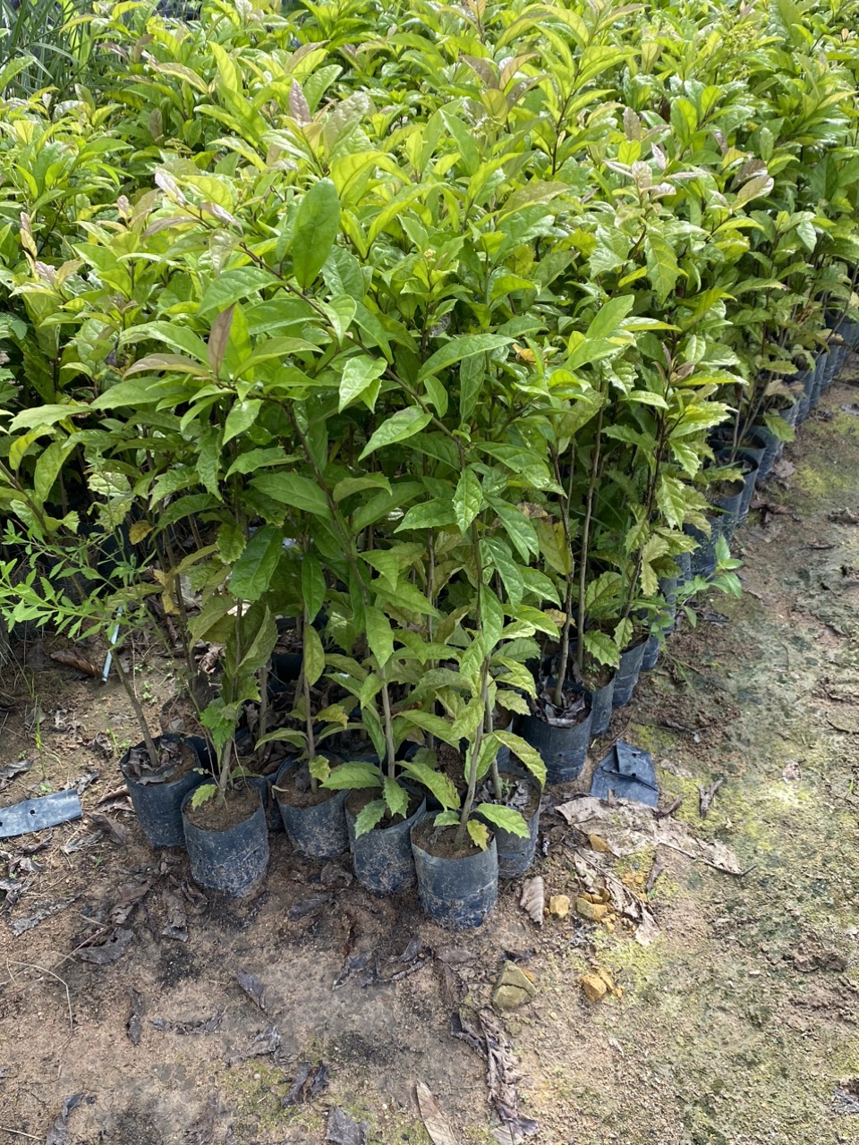 Cây xạ đen( trị bệnh gan) cao 50cm bầu to khỏe